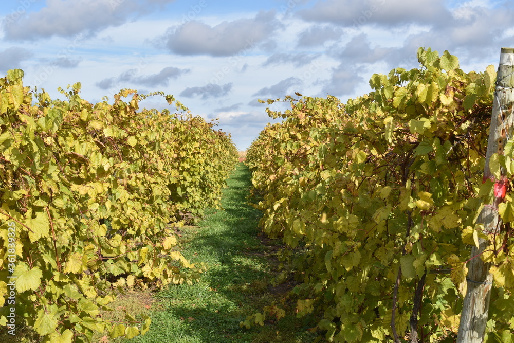 A row in a vineyard