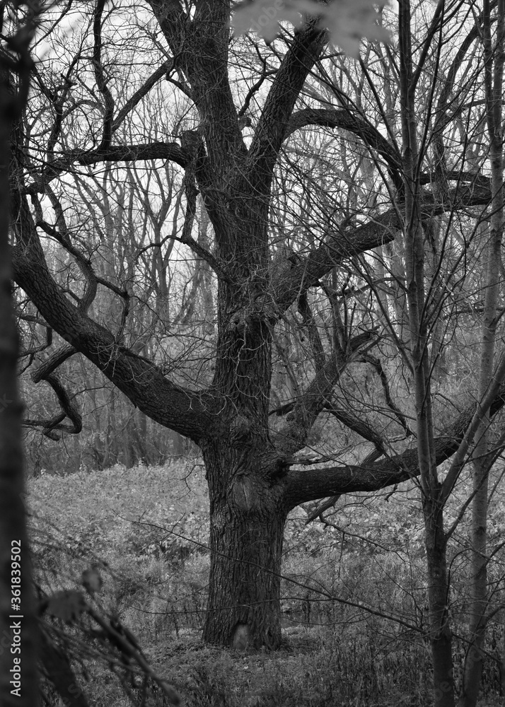 A black and white photo of a tree A black and white photo of a tree