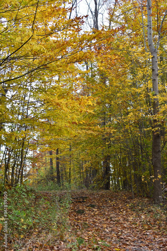 Fototapeta premium A path in the woods during autumn