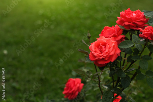 Tea rose flowers in the garden copy space. Bright roses on a background of green grass.