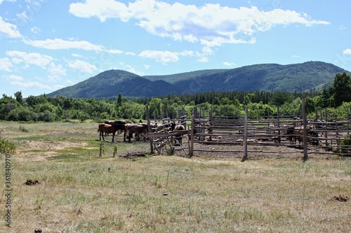 The herd of horses is grazing in the meadow. A peaceful summer landscape.