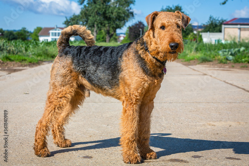 Airedale Terrier stehend