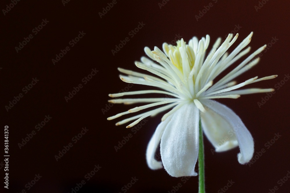 Fototapeta premium Background with wild Clematis vitalba, Old man's beard or Traveller's Joy