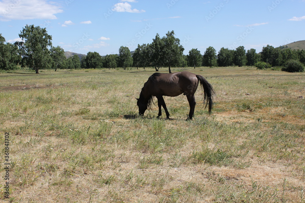 A brown horse grazing in an open field A brown horse grazing in an open field