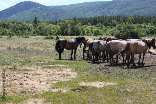 The herd of horses is grazing in the meadow. A peaceful summer landscape.