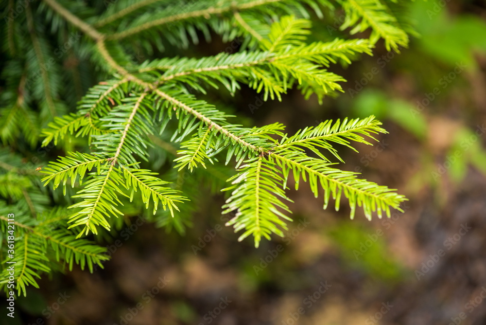 Young pine trees in the national park