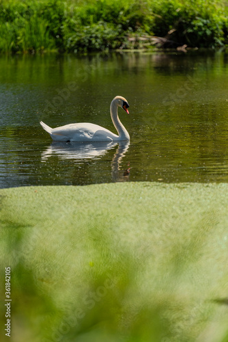 Swan in Footscray Meadow Park In Kent, England