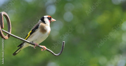 European goldfinch sitting on gate in UK