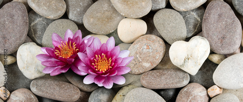 image of two beautiful lotuses on the stones