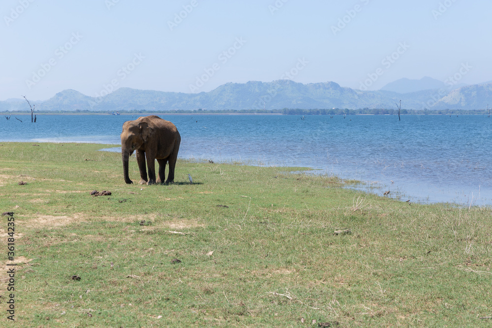 Close up of elephant in a Udawalawe National Park of Sri Lanka Close up of elephant in a Udawalawe National Park of Sri Lanka