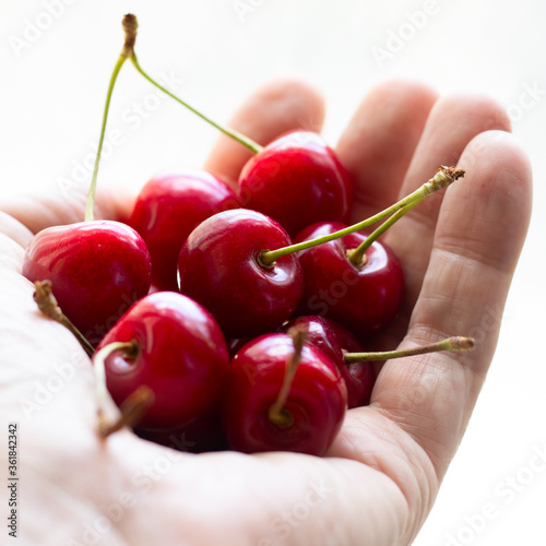 ripe tasty sweet cherry berries in a male hand © Yevheniia