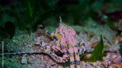 Southern Blue-Ringed Octopus Hapalochlaena maculosa 4k 25fps photo