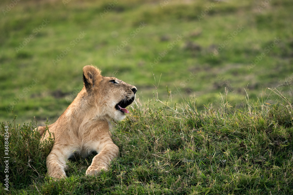 Lion cub om green grass, Masai Mara Lion cub om green grass, Masai Mara