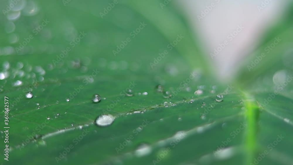 Fresh Green Closeup of Taro (Colocasia esculenta) Plant Leaves with Morning Dew. Also known as Elephant Ear Plants or Arbi Leaf in Hindi. Fresh Green Closeup of Taro (Colocasia esculenta) Plant Leaves with Morning Dew. Also known as Elephant Ear Plants or Arbi Leaf in Hindi.