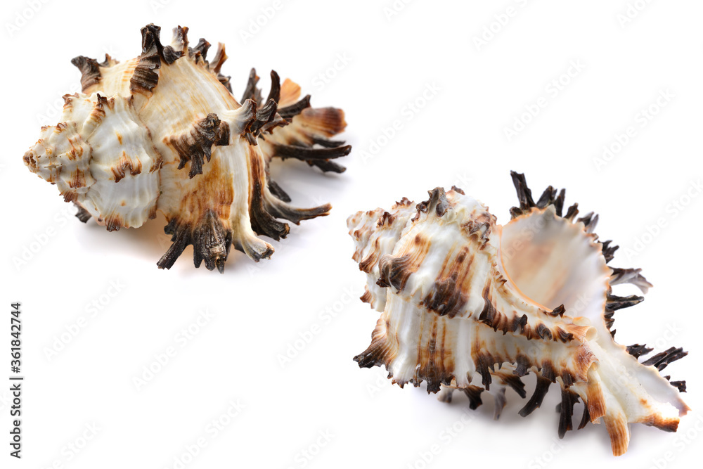 Murex shell, different angles, close-up, isolated on white background, horizontal, close-up Murex shell, different angles, close-up, isolated on white background, horizontal, close-up