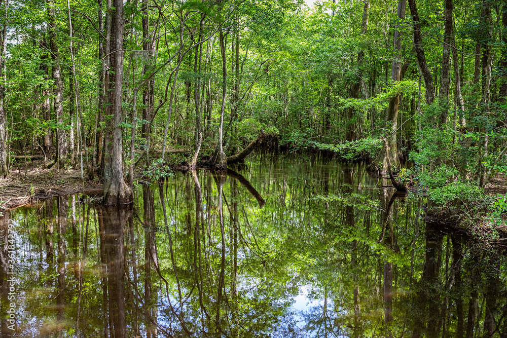 Swamp in Southeastern Georgia Swamp in Southeastern Georgia