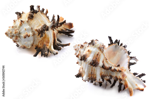 Murex shell, different angles, close-up, isolated on white background, horizontal, close-up photo