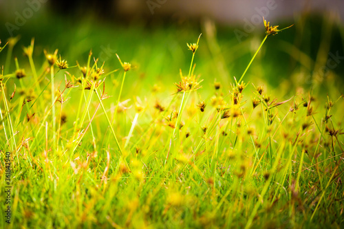 green grass with yellow flowers © Helinton