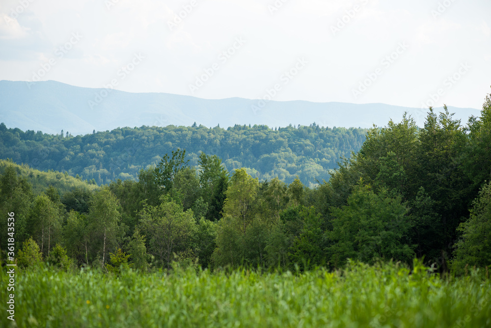 Fototapeta premium Carpathian Natural Park in summer