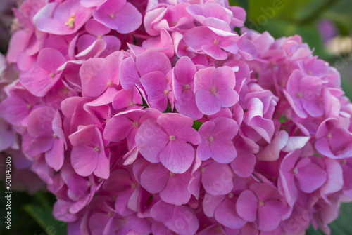 Close up of hydrangea flower with blur background