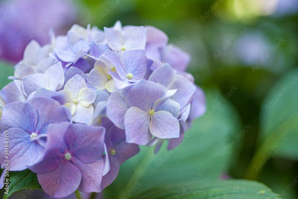 Close up of hydrangea flower with blur background Close up of hydrangea flower with blur background