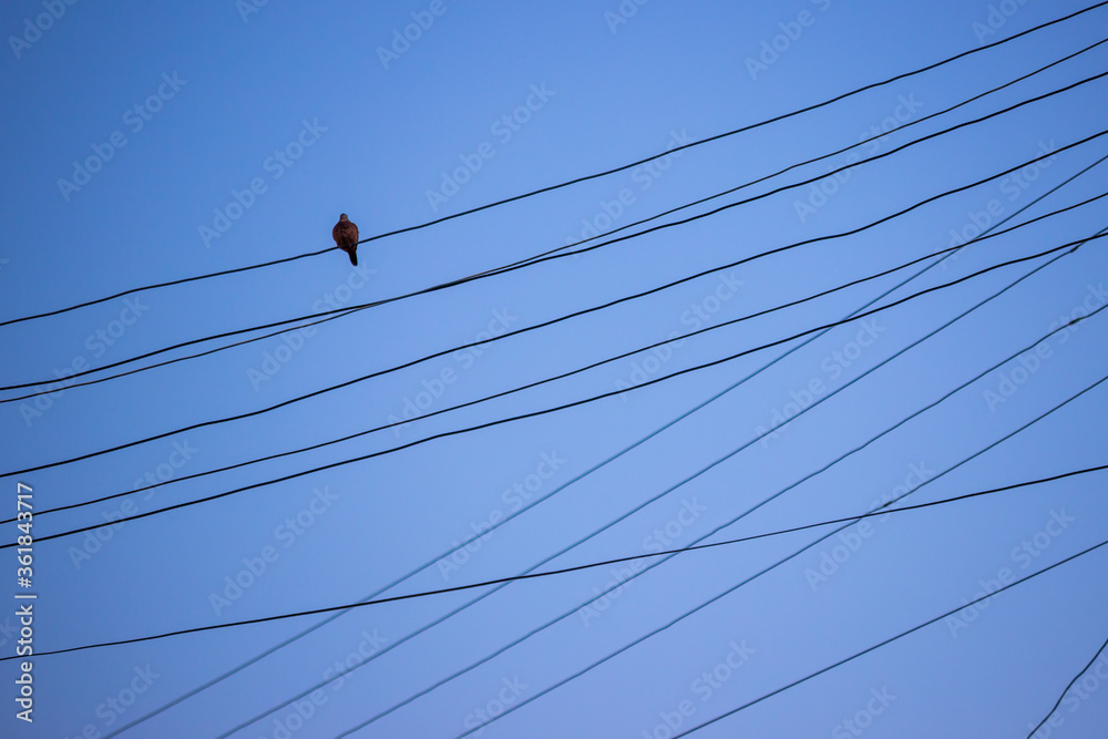 bird on wires bird on wires