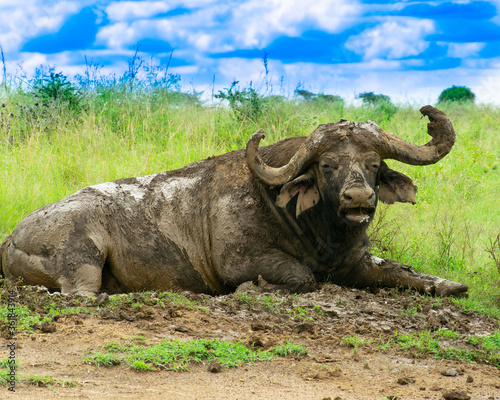 Buffalo cooling off in the mud