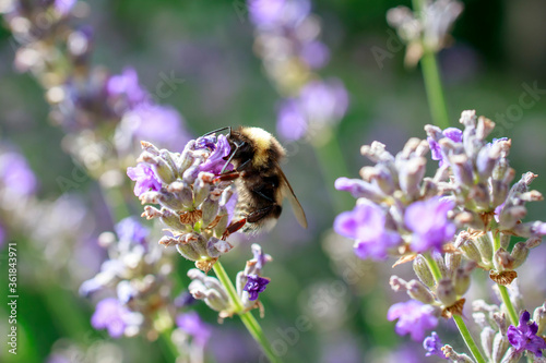 Honey bee on lavender