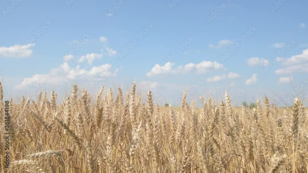 Ripe harvest ready wheat crop field in summer Ripe harvest ready wheat crop field in summer