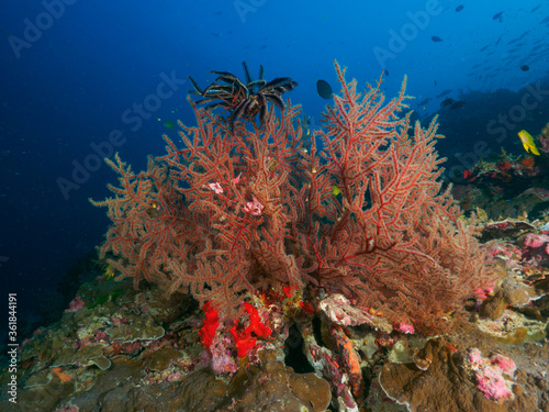 Sea fan hydroid and hard corals in the tropical sea