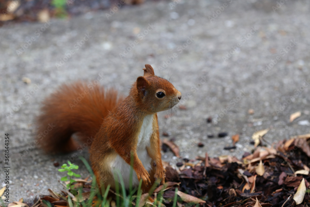 Red squirrel collects nuts in the grass Red squirrel collects nuts in the grass