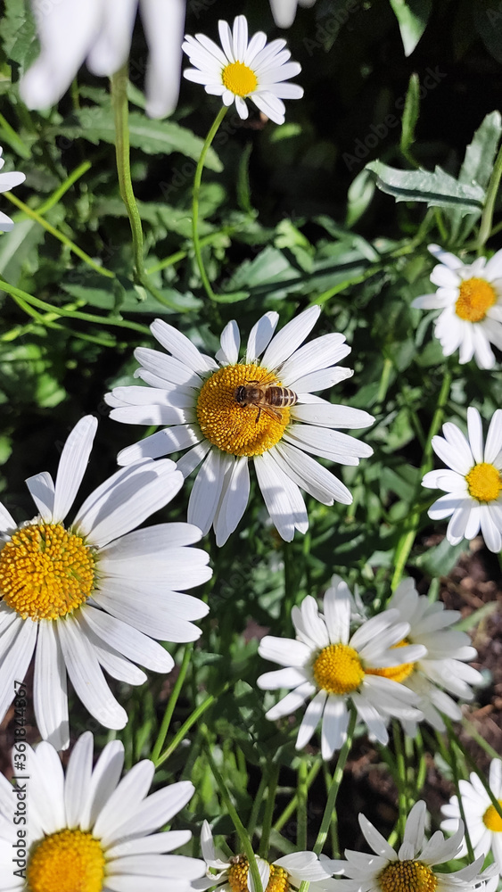 Obraz premium white chamomile blooms in Midsummer