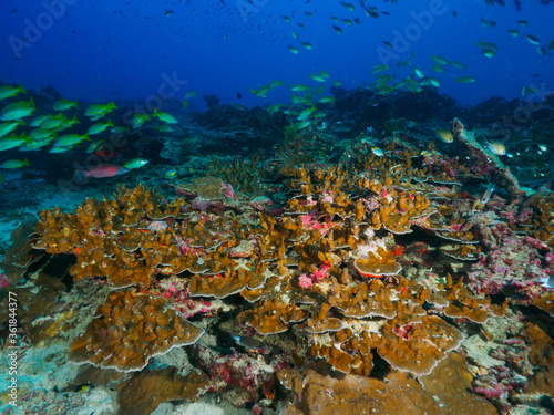 Hard coral formation in the tropical sea