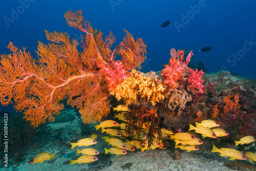Fototapeta Naklejka Na Ścianę i Meble -  Knotted fan coral (melithaea ochracea), soft corals and Five lined snappers (Similan National Park, Thailand)
