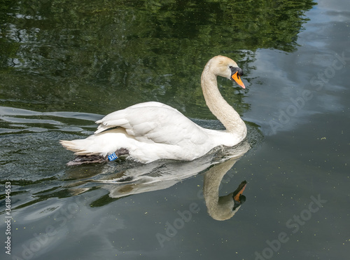 Mute Swan Swimming in lake with reflection in  the water