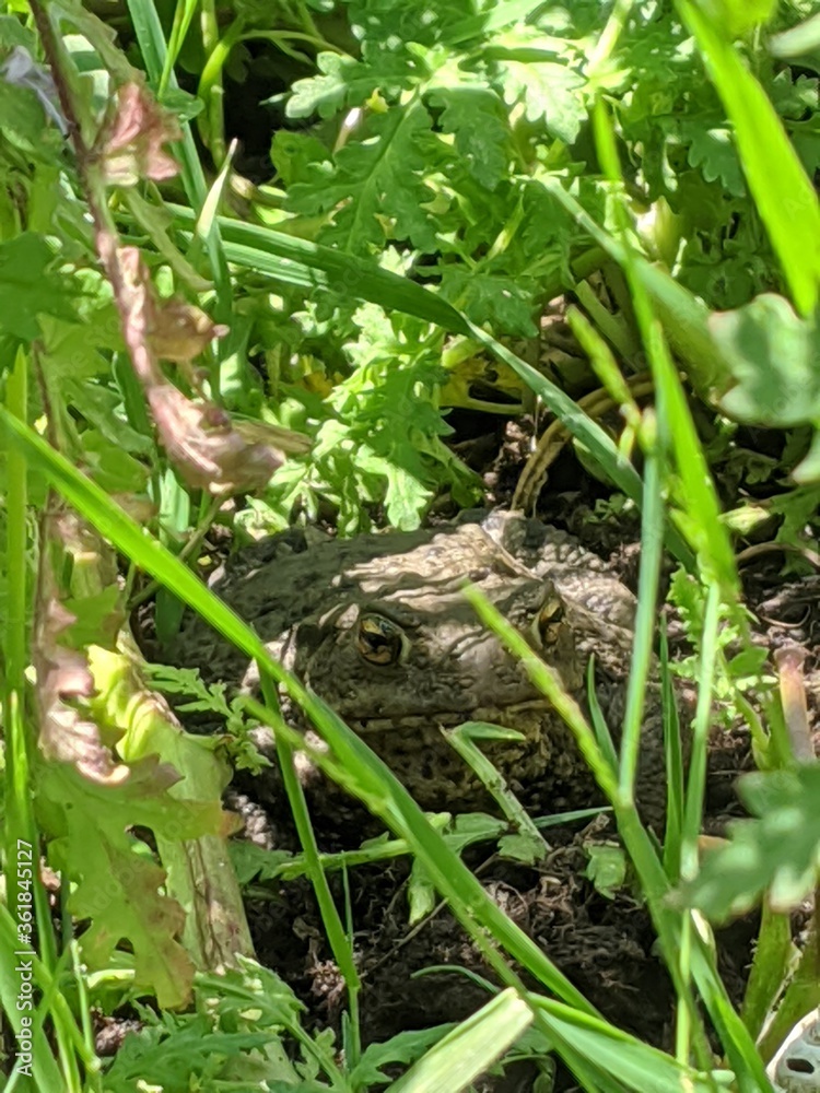Toad Amongst Grass - UK