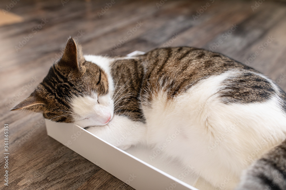 Cute young domestic bicolor tabby and white cat sleeping in the cardboard box on the floor. Cats sleep and love of boxes concept. Close up, selective focus, copy space