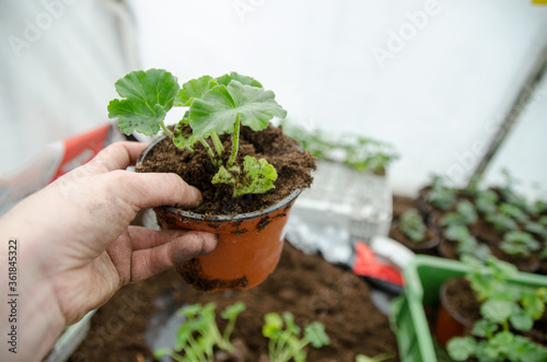 Transplanting plants flowers in a greenhouse, horticulture