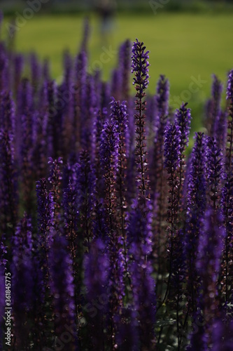 lavender field provence france