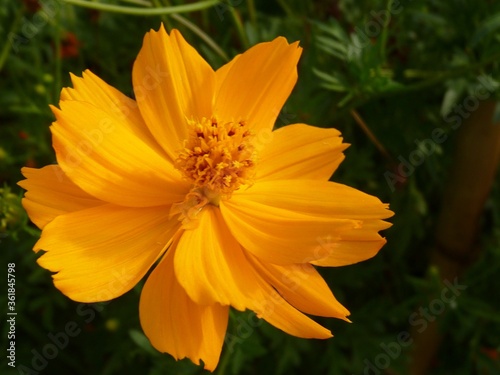 Closeup shot of a blooming orange Cosmos flower in the field at daytime photo
