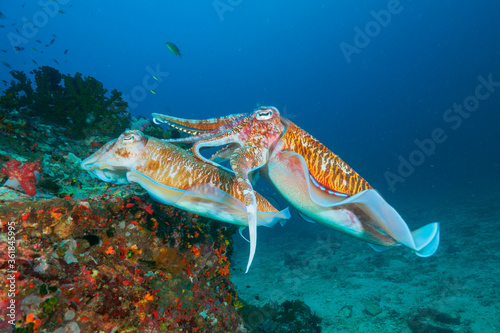 Pharaoh cuttlefish mating at the coral reef