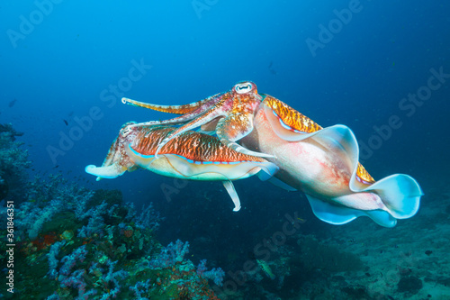 Pharaoh cuttlefish mating at the coral reef