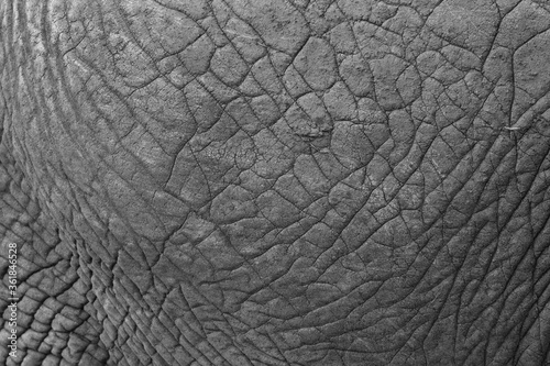 Closeup of Elephant skin texture, Masai Mara