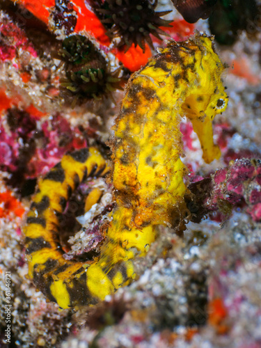 Yellow tigertail seahorse on gravel