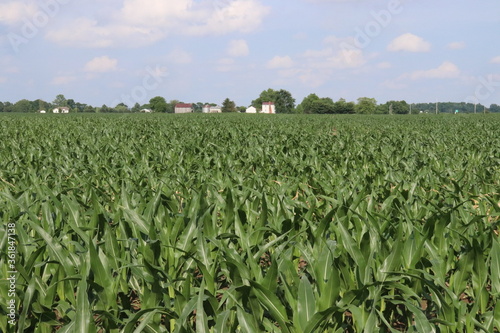 Small town Ohio's corn fields in early fall with the young corn growth. Farm town in the distance of the the fields.