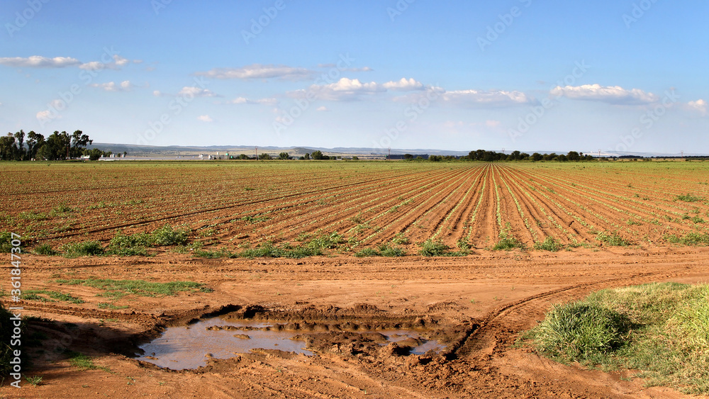 sunflower seedlings on farmland in the North West of South Africa. sunflower seedlings on farmland in the North West of South Africa.