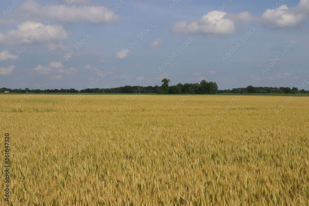 Free Flowing Wheat fields of ohio in the rural counties in mid summer.