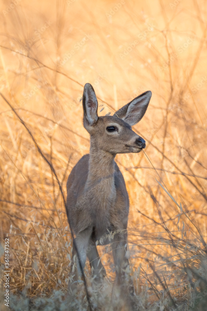 Fototapeta premium Young blacktail deer fawn bedding down in a field, Lagoon Valley Park in Vacaville California. Odocoileus hemionus columbianus juvenile. 