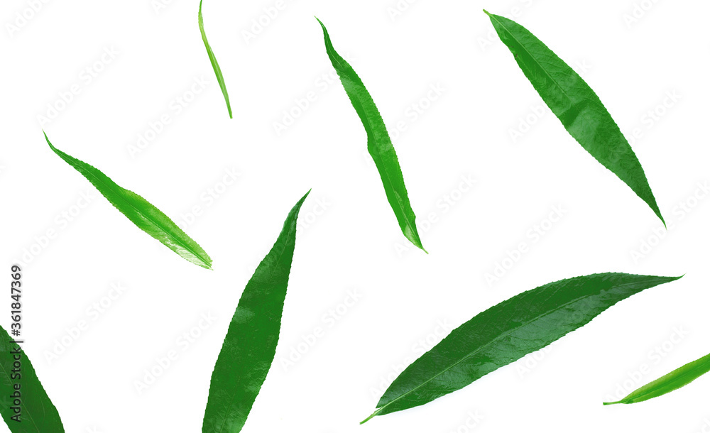 green leaf pattern on a white background