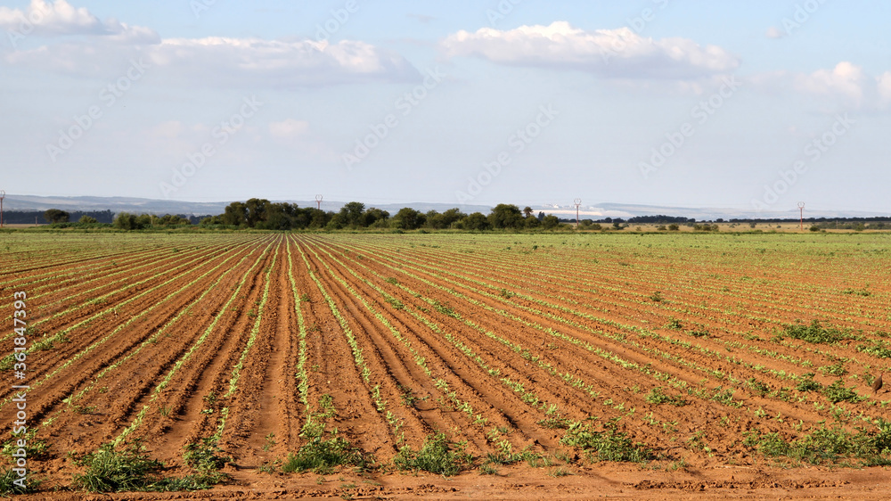 sunflower seedlings on farmland in the North West of South Africa. 